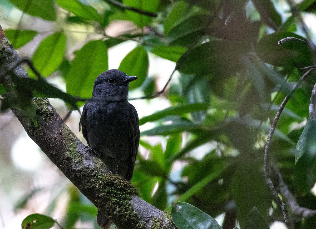 Chestnut-capped Piha - ML635932541