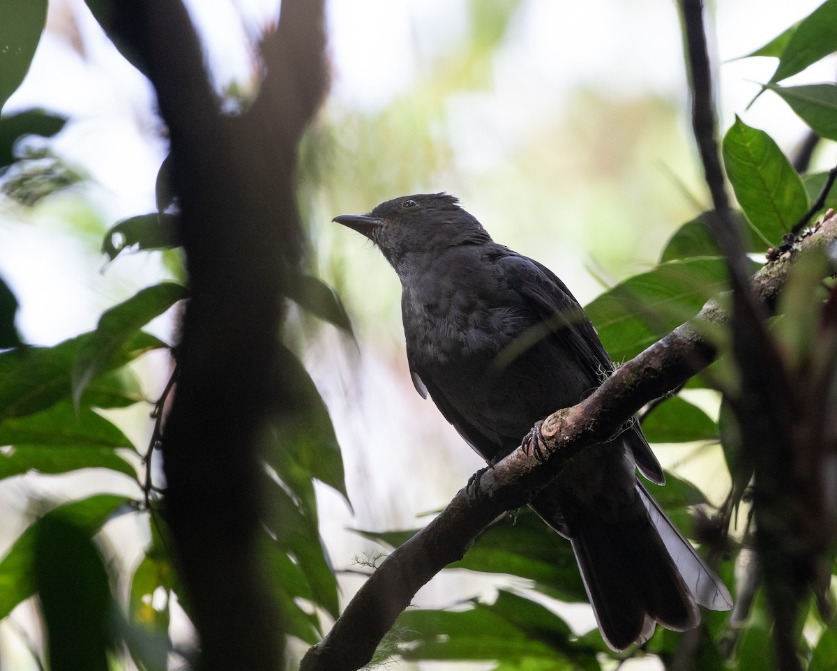 Chestnut-capped Piha - ML635932542