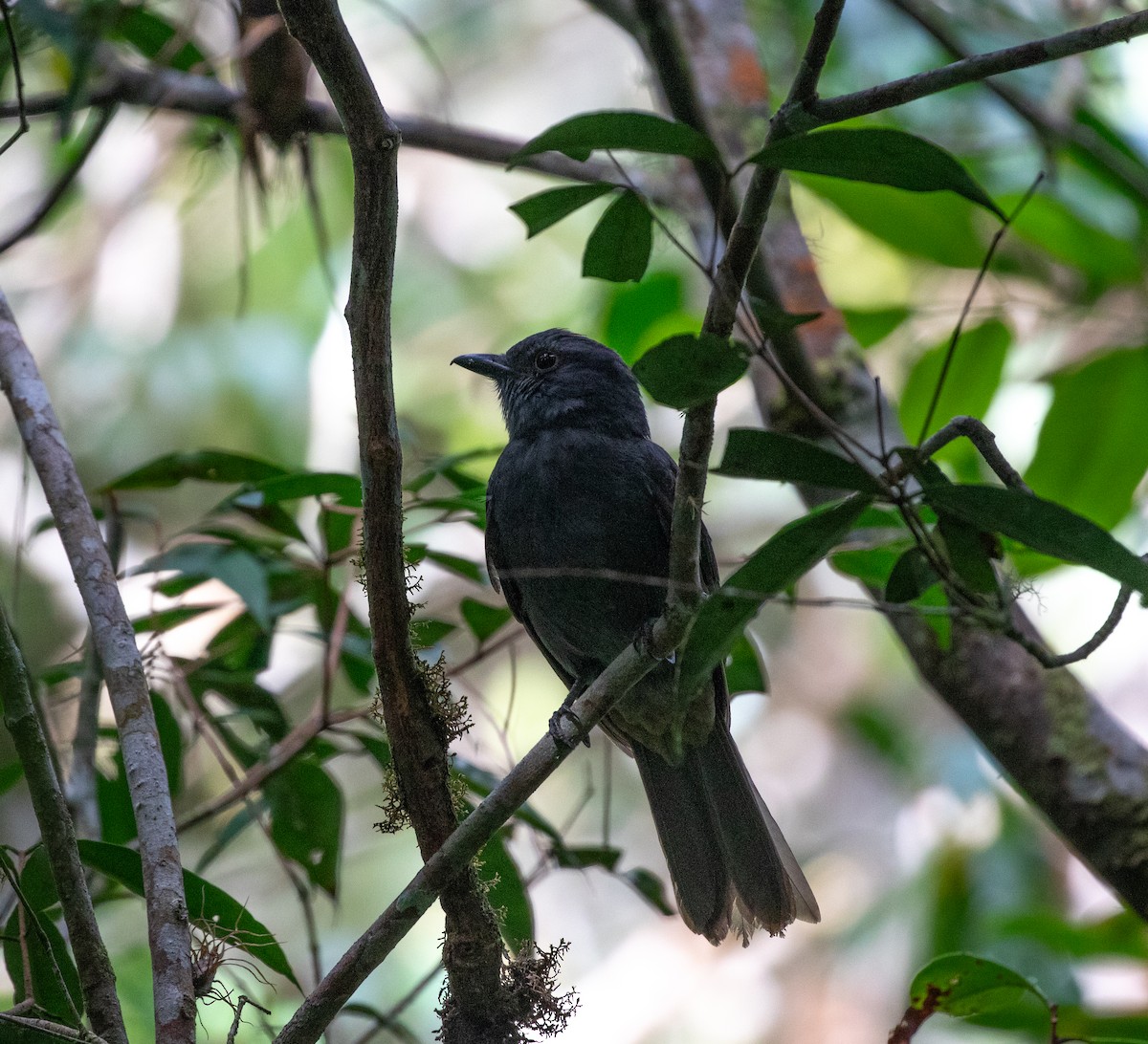 Chestnut-capped Piha - ML635932543