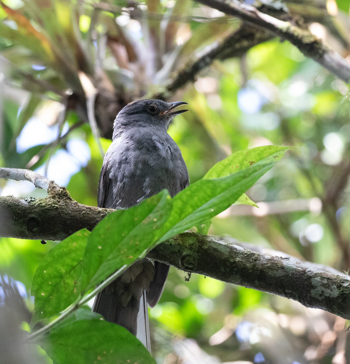 Chestnut-capped Piha - ML635932544