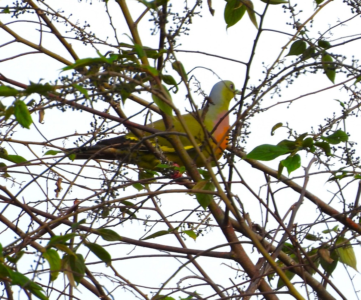 Orange-breasted Green-Pigeon - ML635932625
