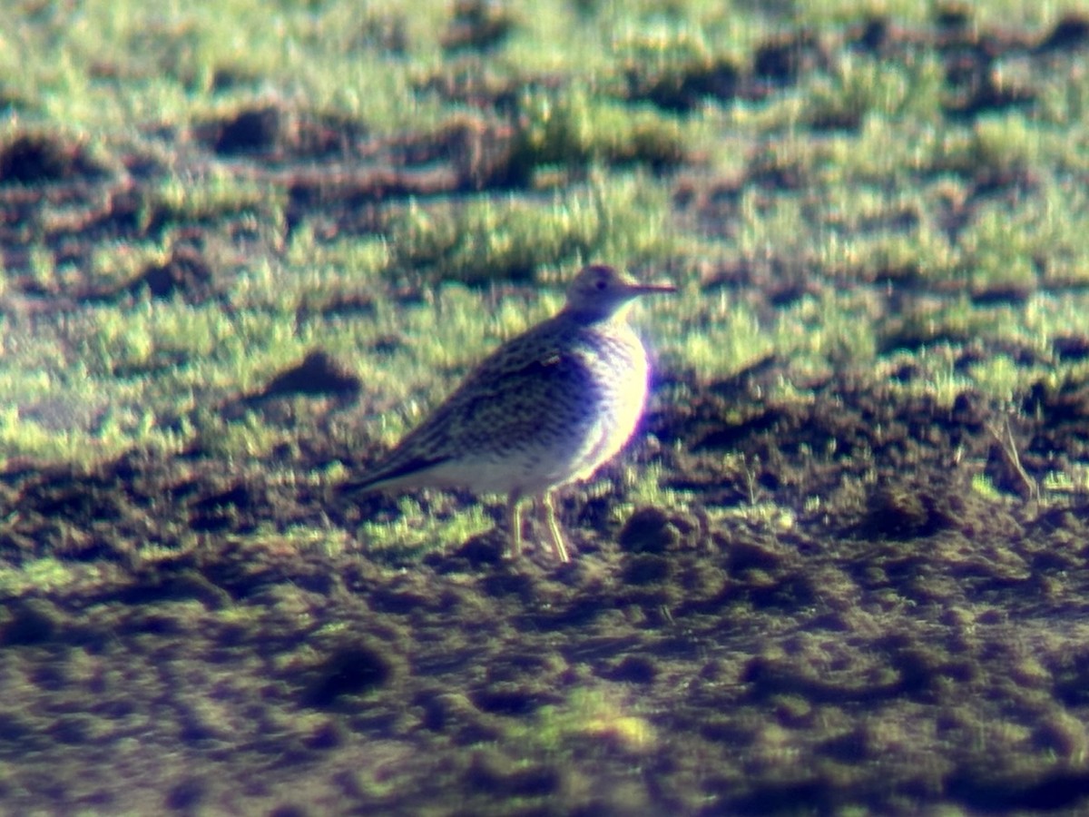 Upland Sandpiper - ML635932647