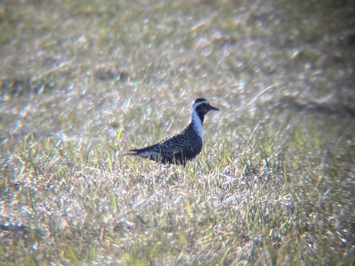 American Golden-Plover - ML635932694