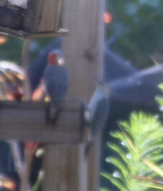 Red-bellied Woodpecker - ML635932743