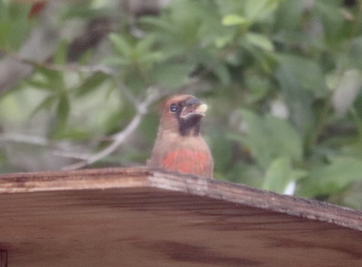 Northern Cardinal - ML635932791