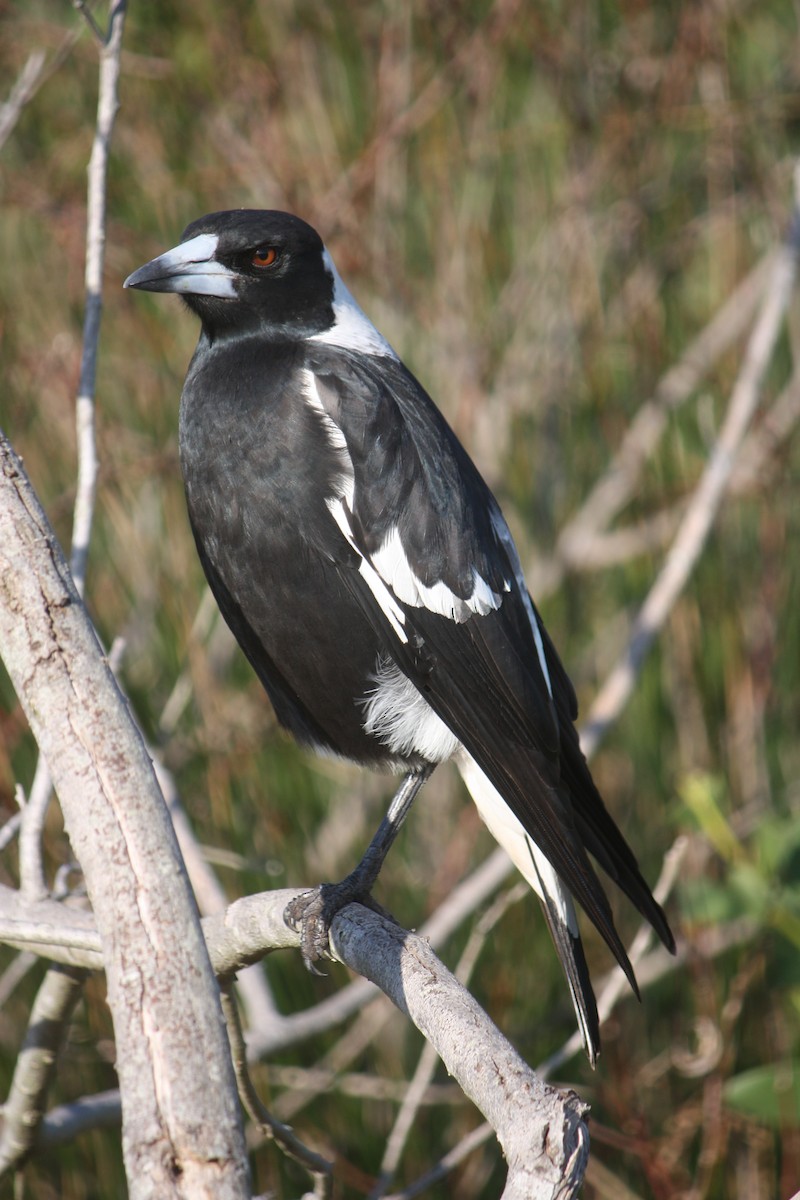 Australian Magpie - ML635932811
