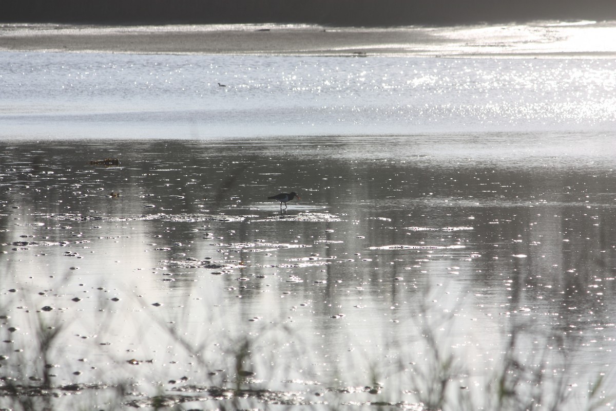 Pied Oystercatcher - ML635932847