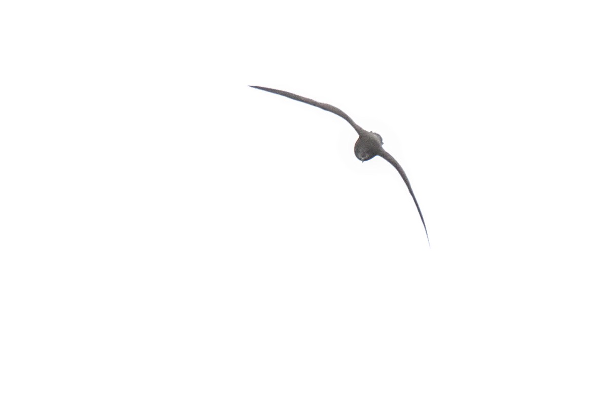 Collared Petrel - ML635932873
