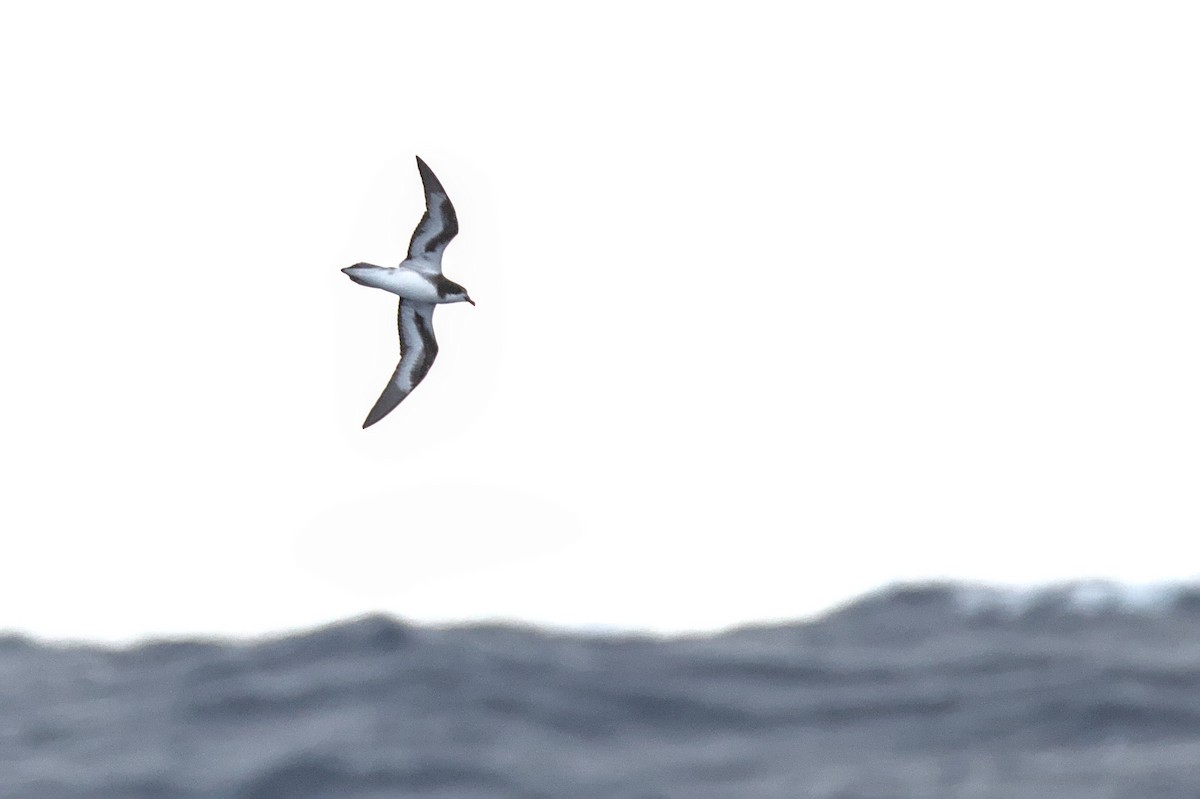 Collared Petrel - ML635932874