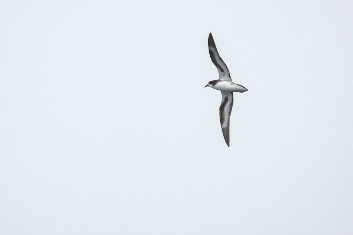 Collared Petrel - ML635932875