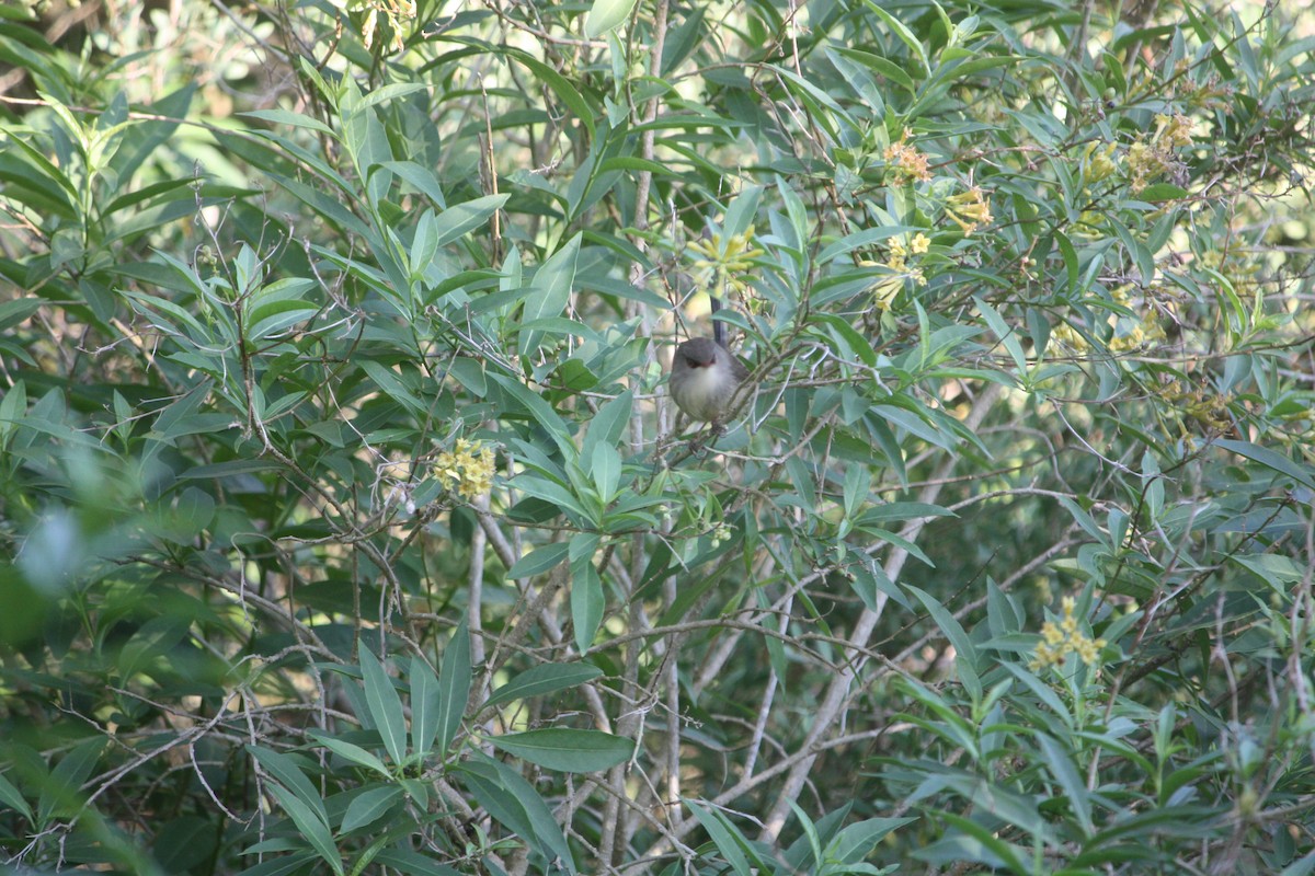 Variegated Fairywren - ML635932890