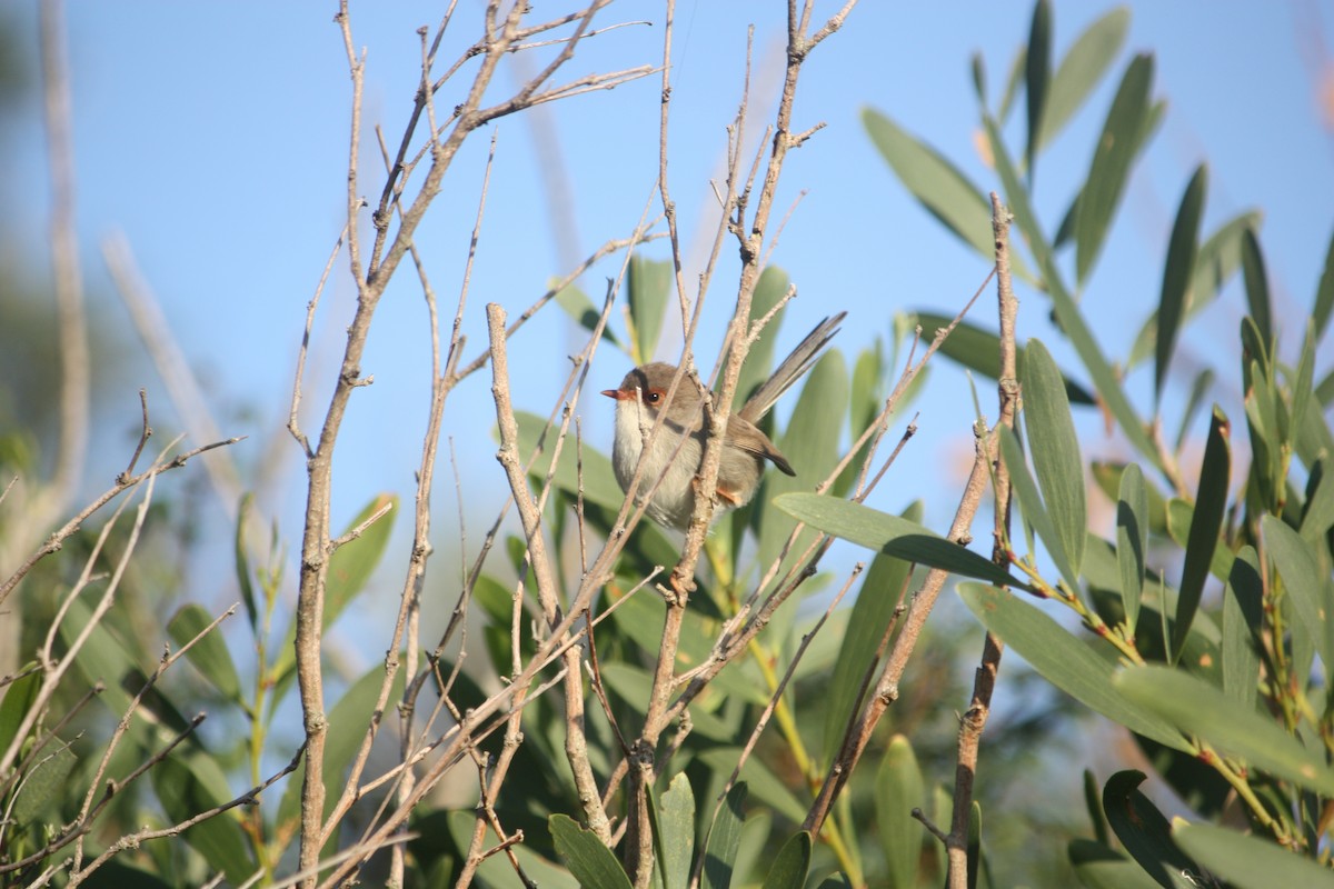Superb Fairywren - ML635932904