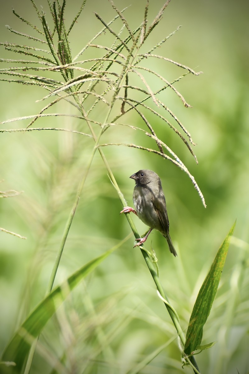 Black-faced Grassquit - ML635932909