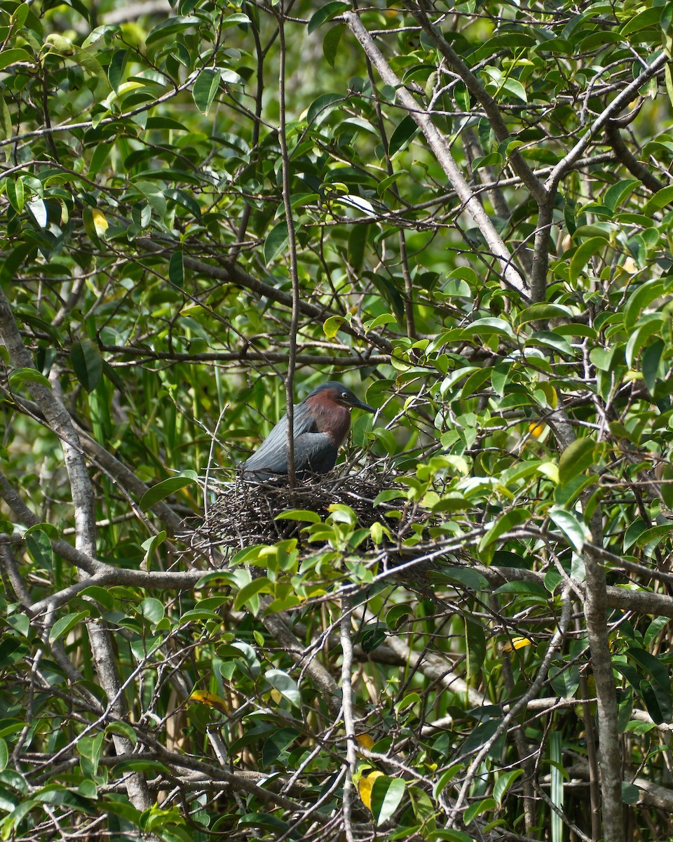 Green Heron - ML635932962
