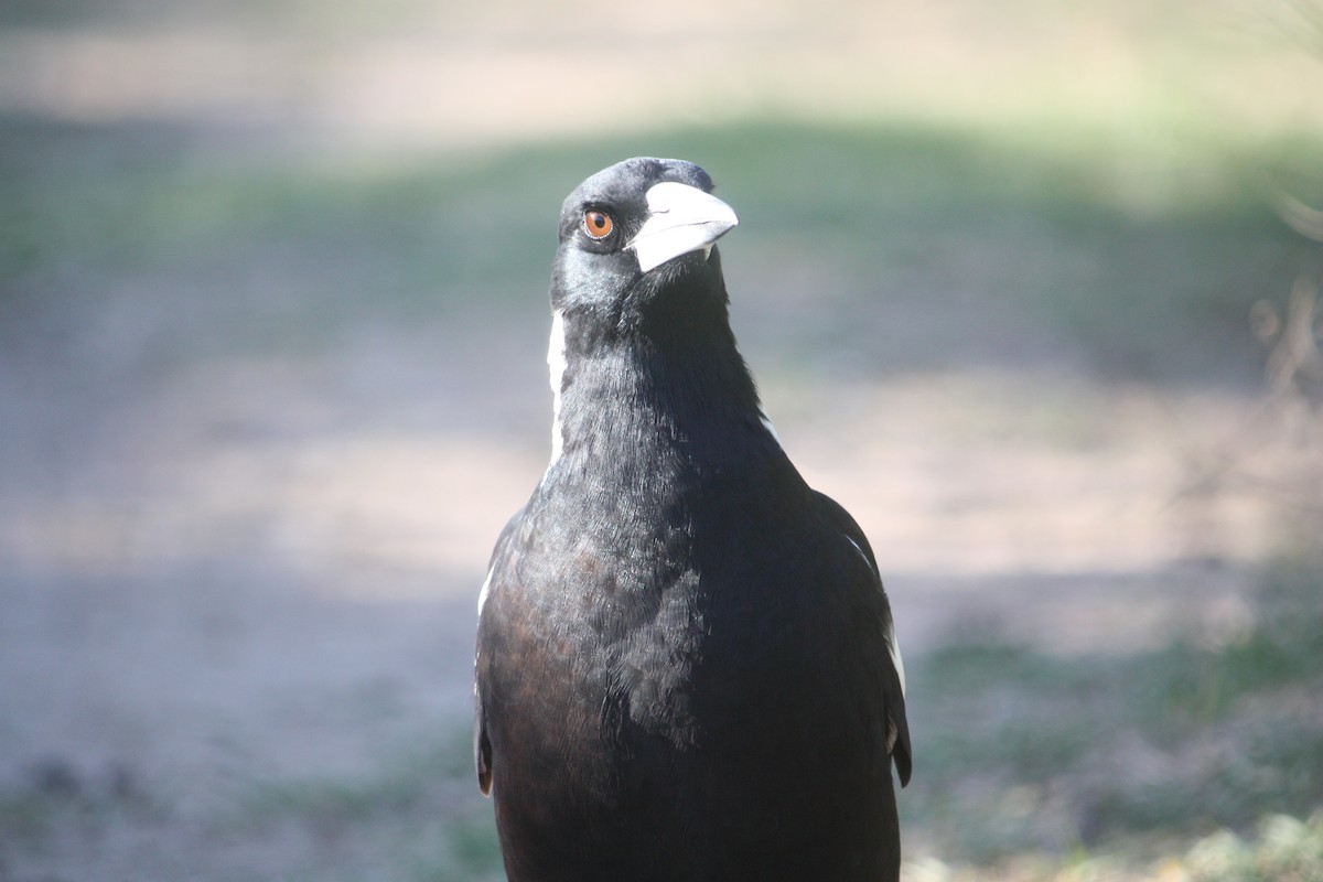 Australian Magpie - ML635932975