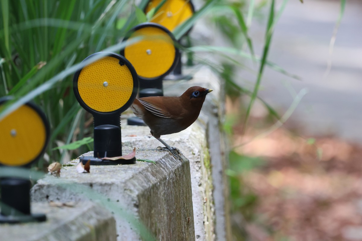 Rusty Laughingthrush - ML635933048