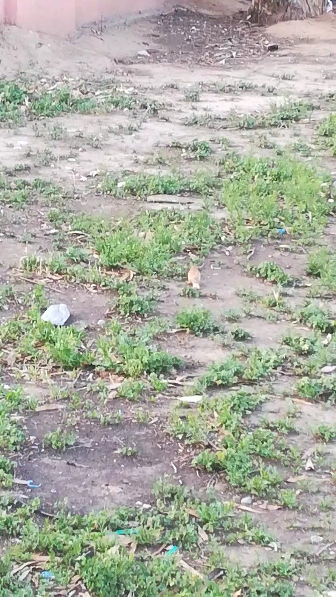 House Sparrow - ML635933144