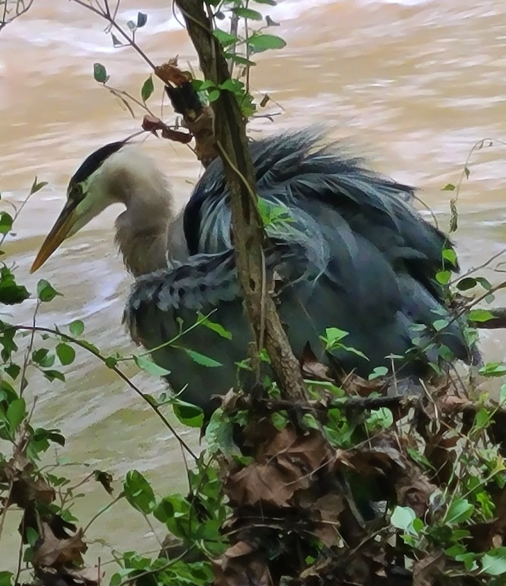 Great Blue Heron - ML635933237