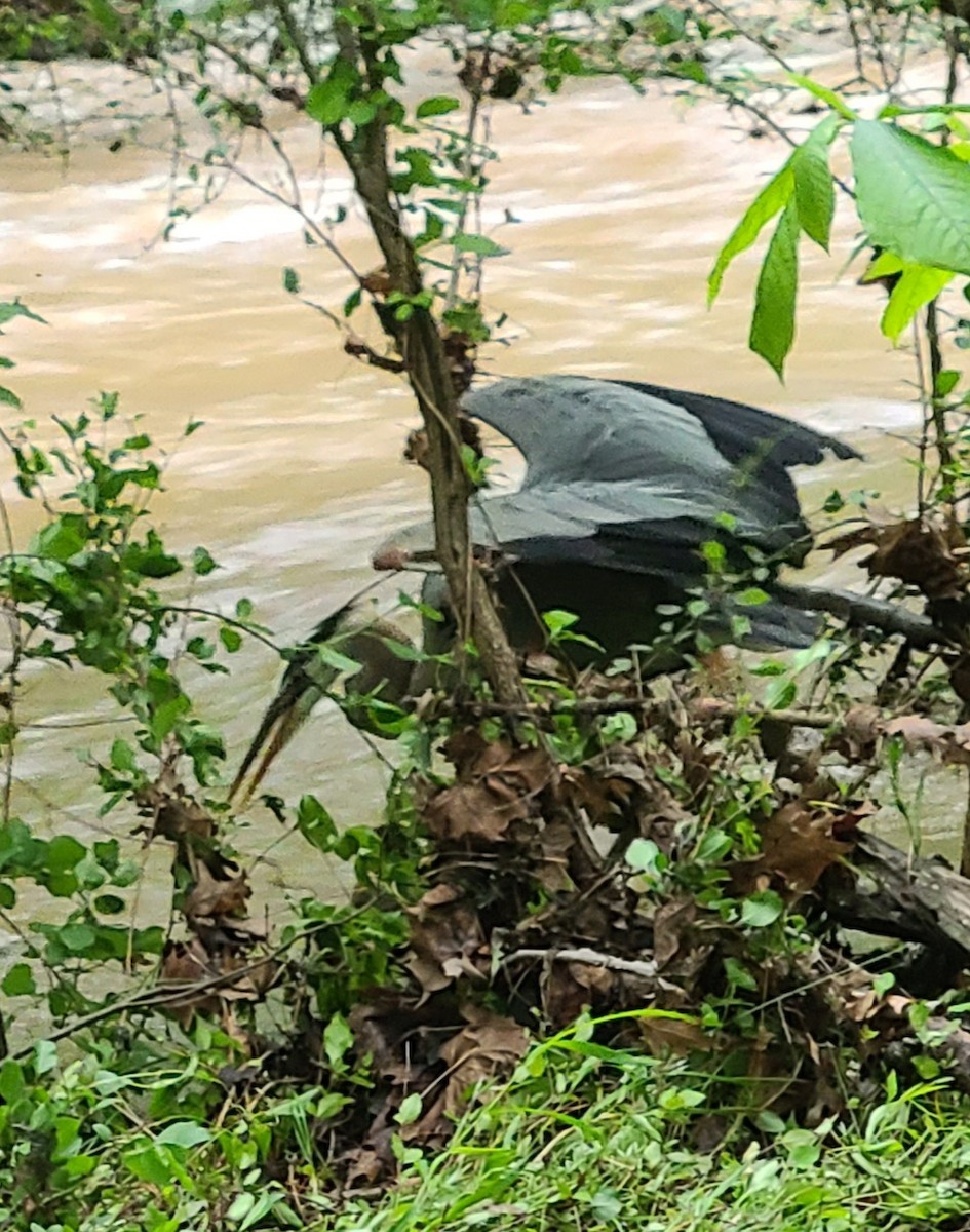 Great Blue Heron - ML635933239