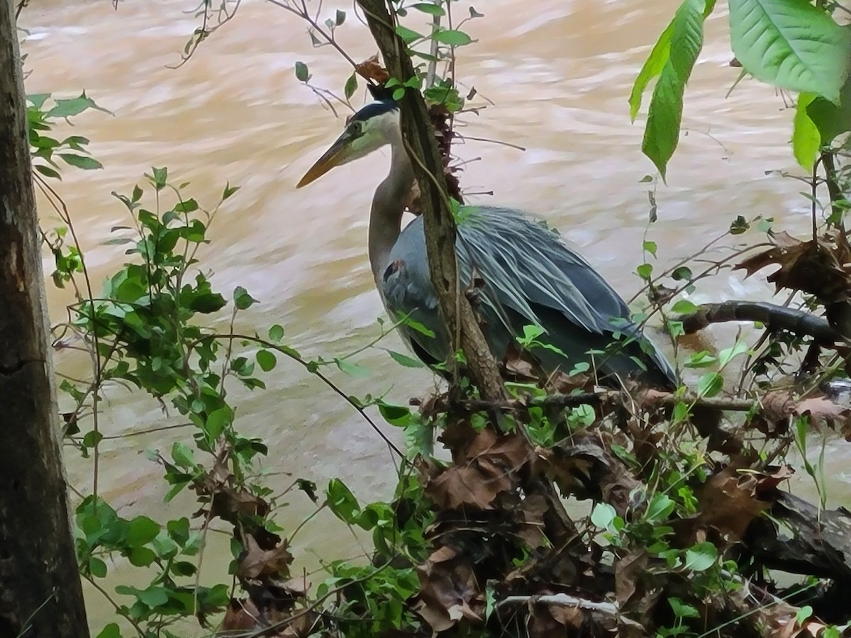 Great Blue Heron - ML635933241