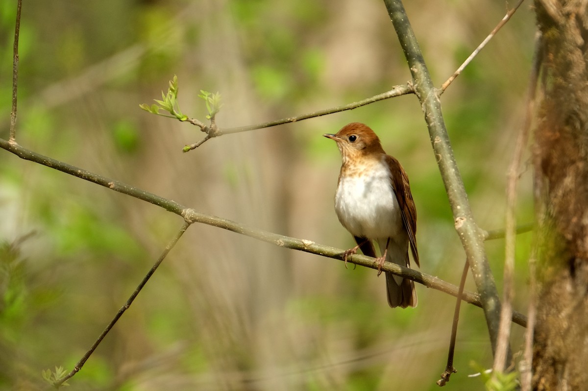 Veery - ML635933261