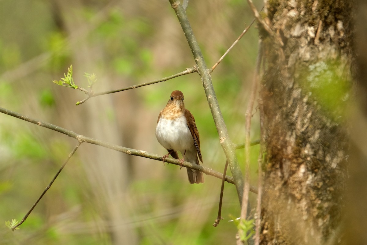 Veery - ML635933262