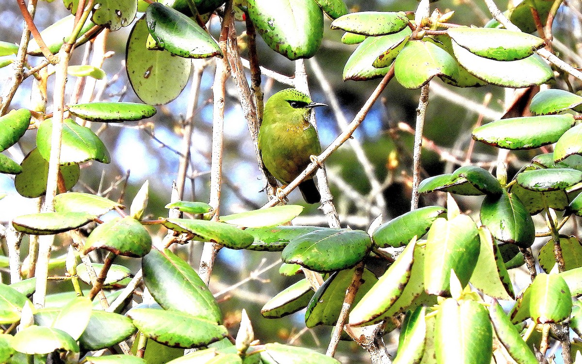 Timalí Melero - ML635933299