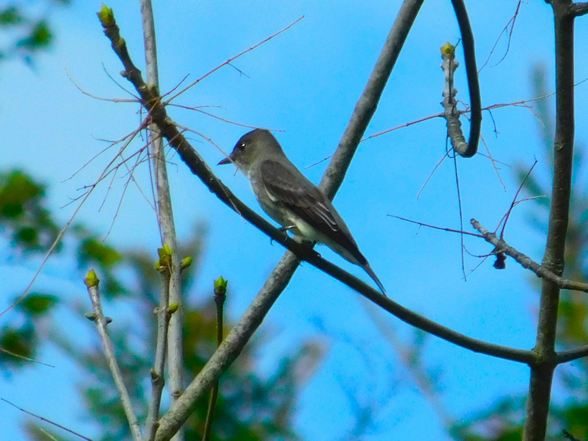 Olive-sided Flycatcher - ML635933419