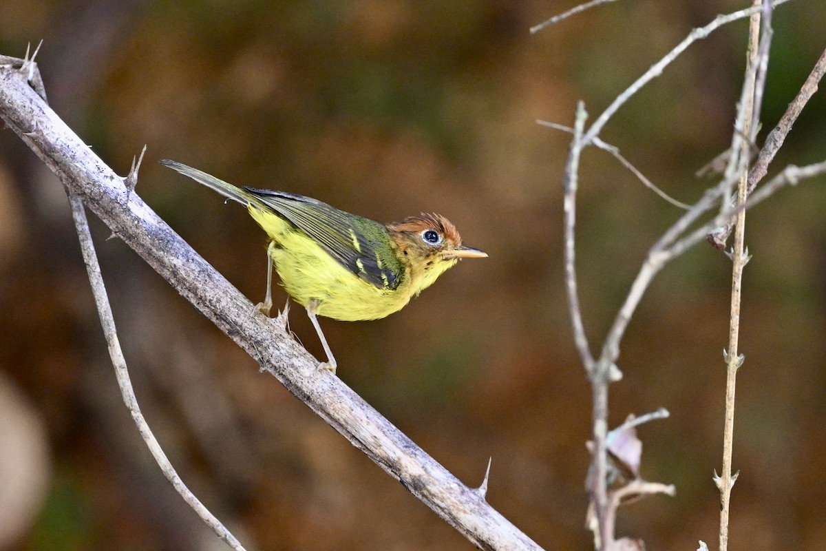 Yellow-breasted Warbler - ML635933444