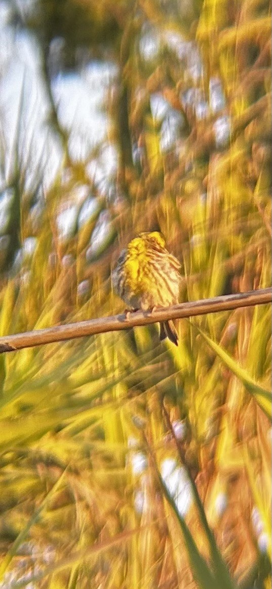 Cirl Bunting - ML635933465
