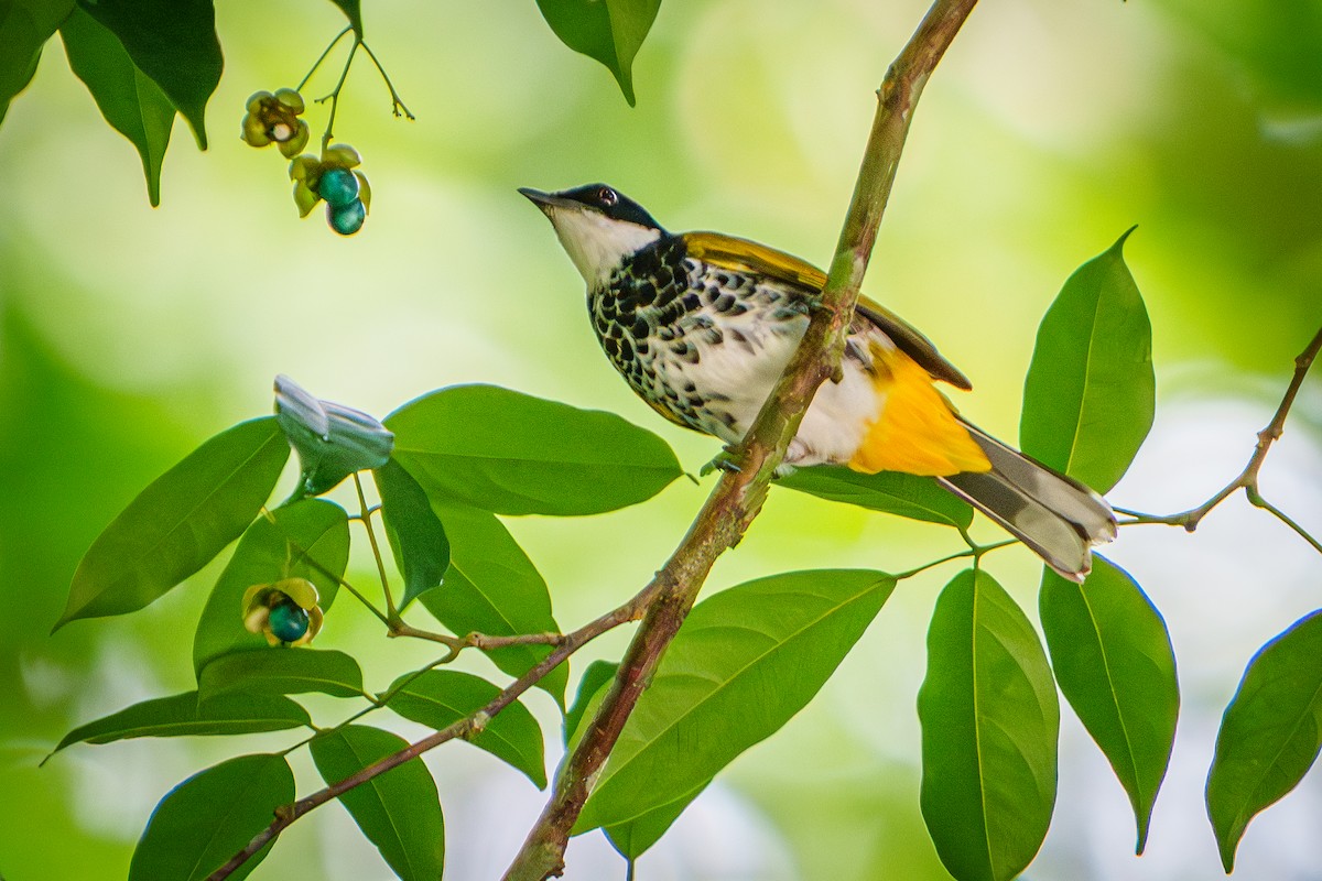 Scaly-breasted Bulbul - ML635933484