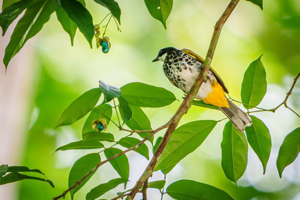 Scaly-breasted Bulbul - ML635933485