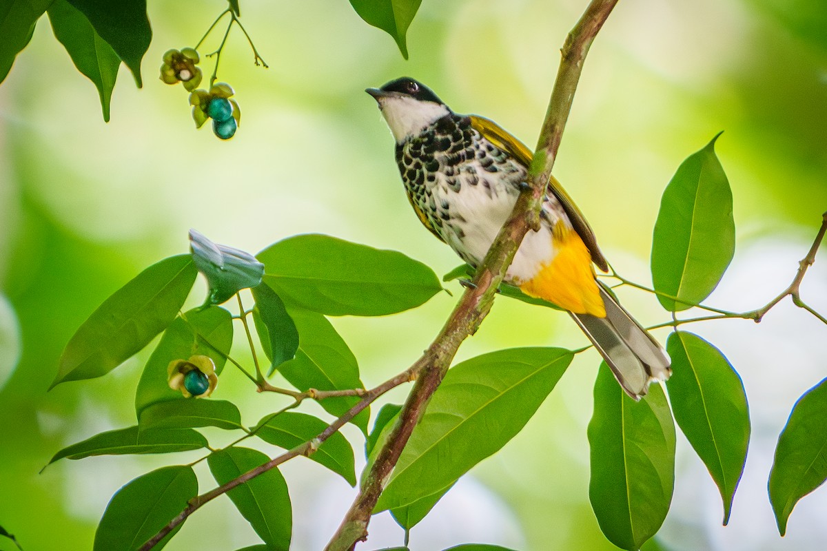 Scaly-breasted Bulbul - ML635933487