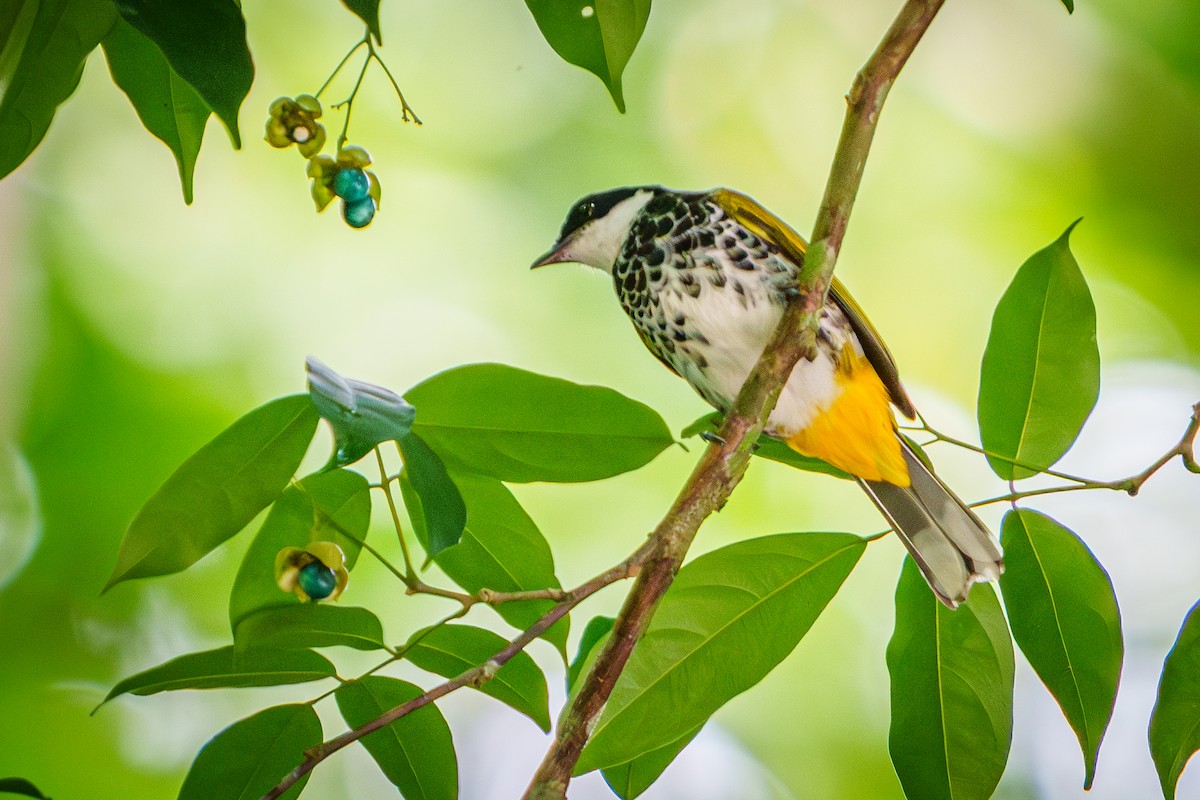 Scaly-breasted Bulbul - ML635933488