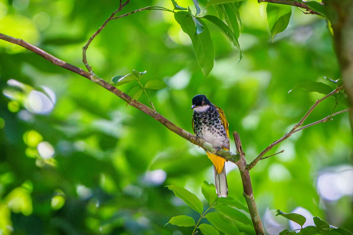Scaly-breasted Bulbul - ML635933489