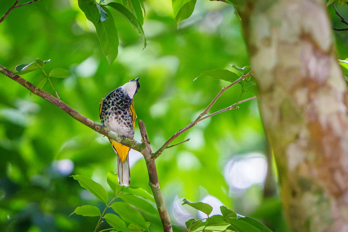 Scaly-breasted Bulbul - ML635933490