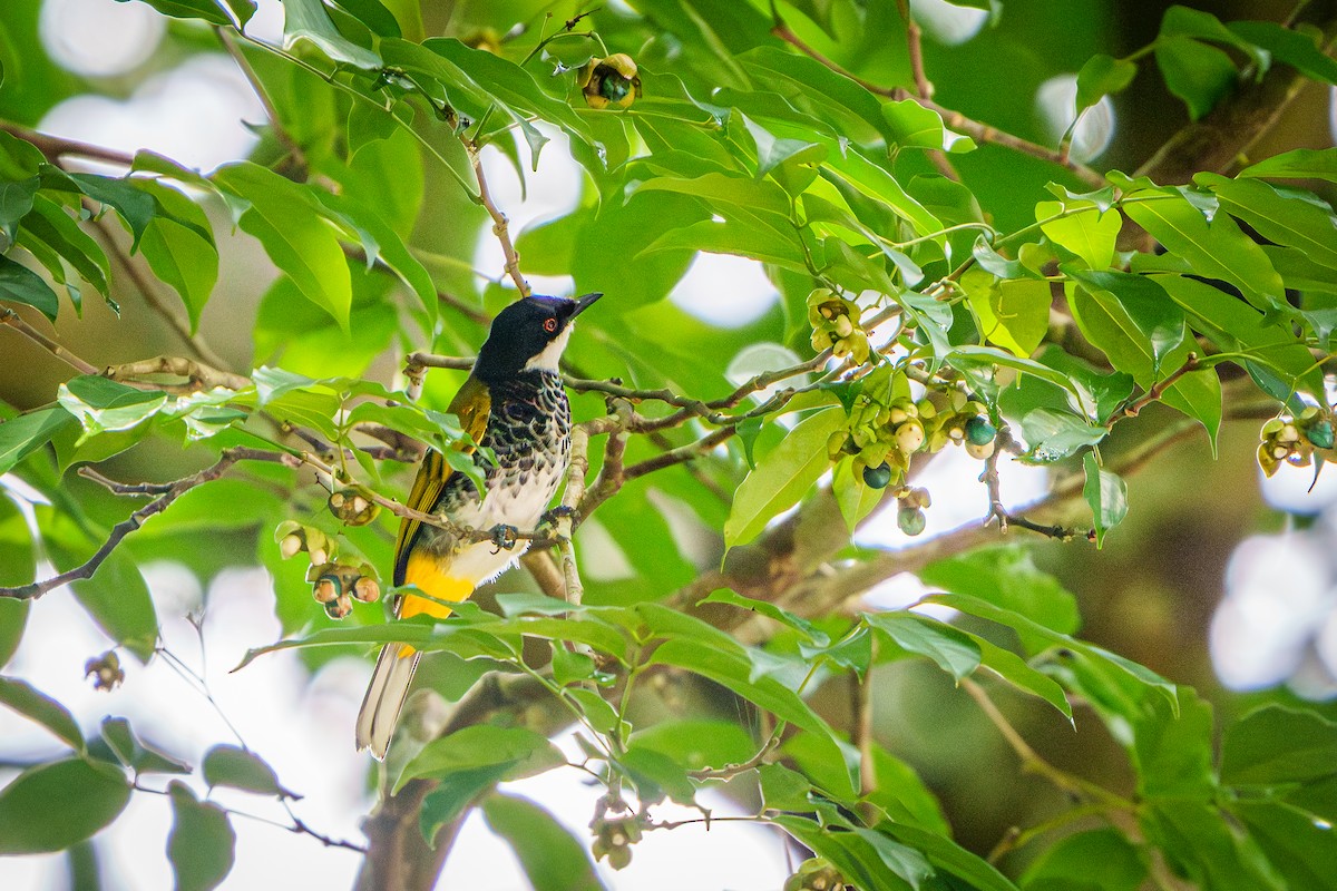 Scaly-breasted Bulbul - ML635933491