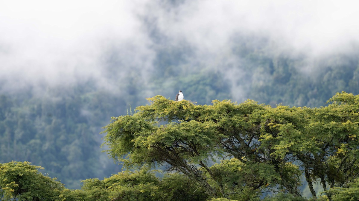 Augur Buzzard (Augur) - ML635933525