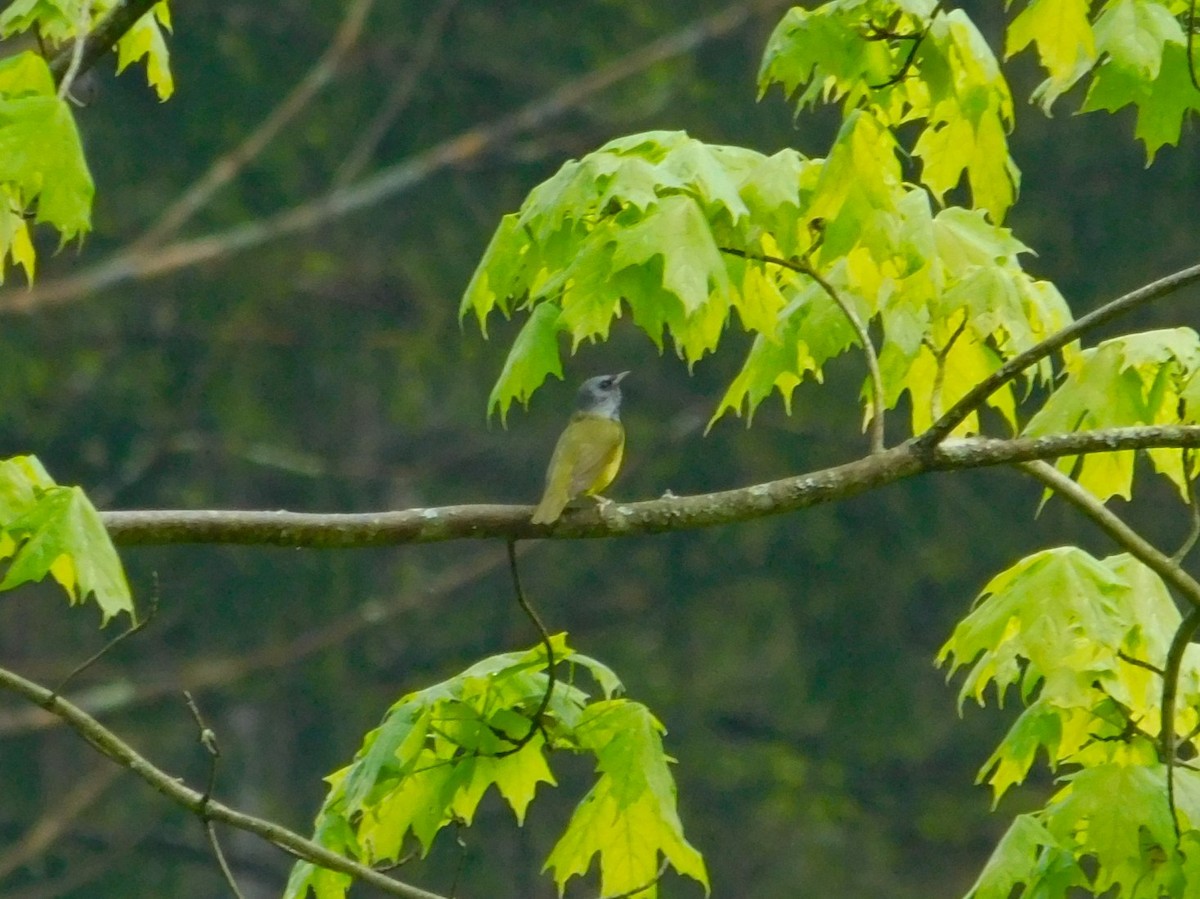 Mourning Warbler - ML635933548