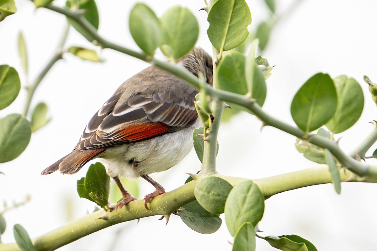 Red-headed Weaver (Northern) - ML635933558