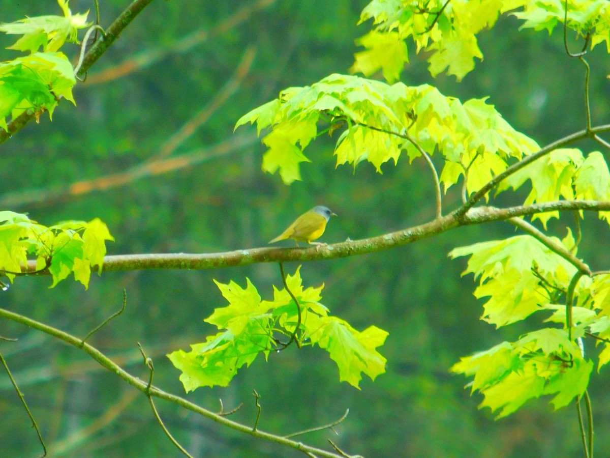 Mourning Warbler - ML635933562