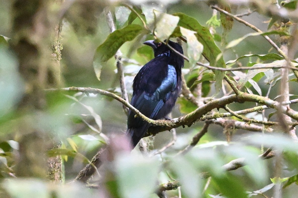 Hair-crested Drongo (Bornean) - ML635933591