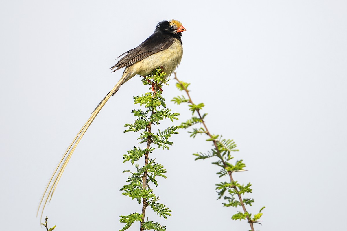 Straw-tailed Whydah - ML635933647