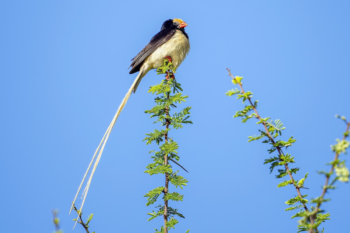 Straw-tailed Whydah - ML635933648