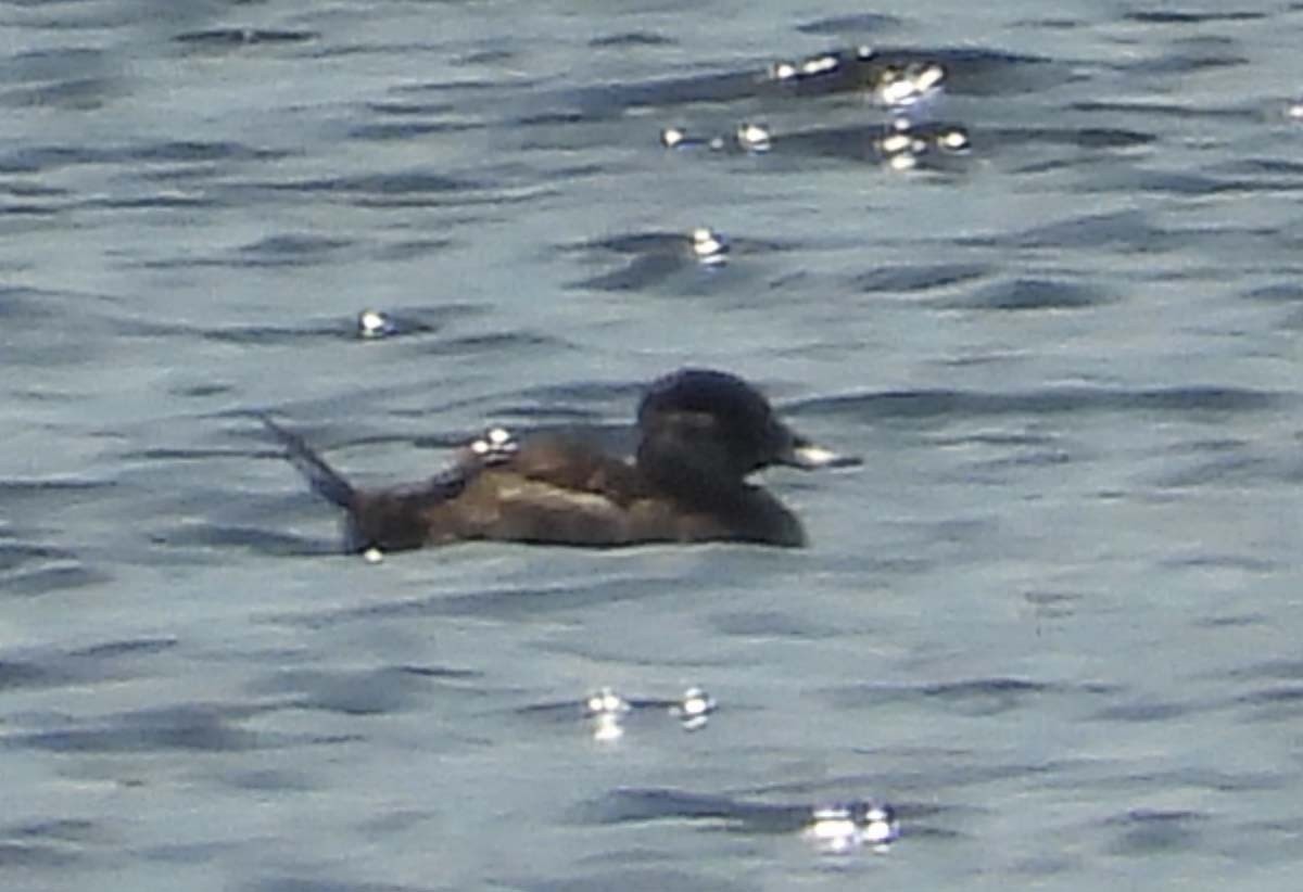 Ruddy Duck - ML635933832