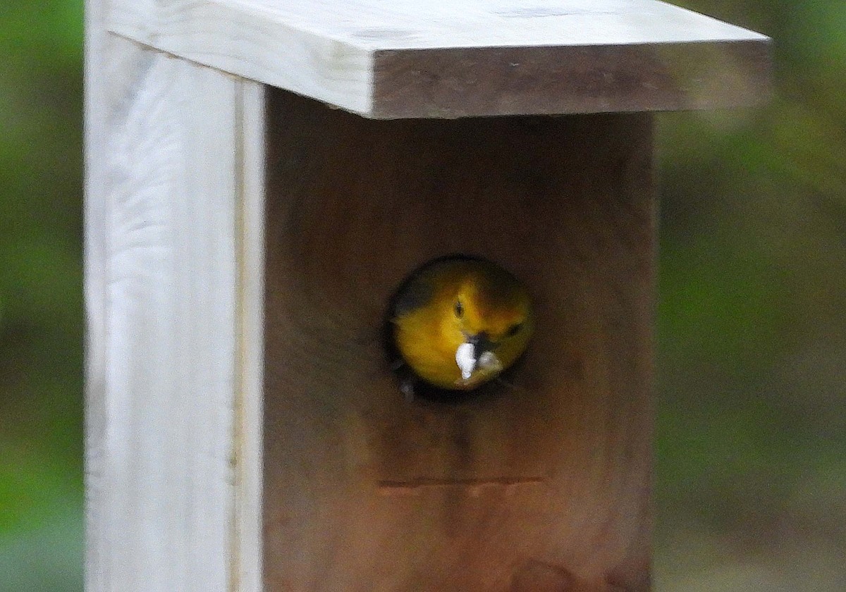 Prothonotary Warbler - ML635933845