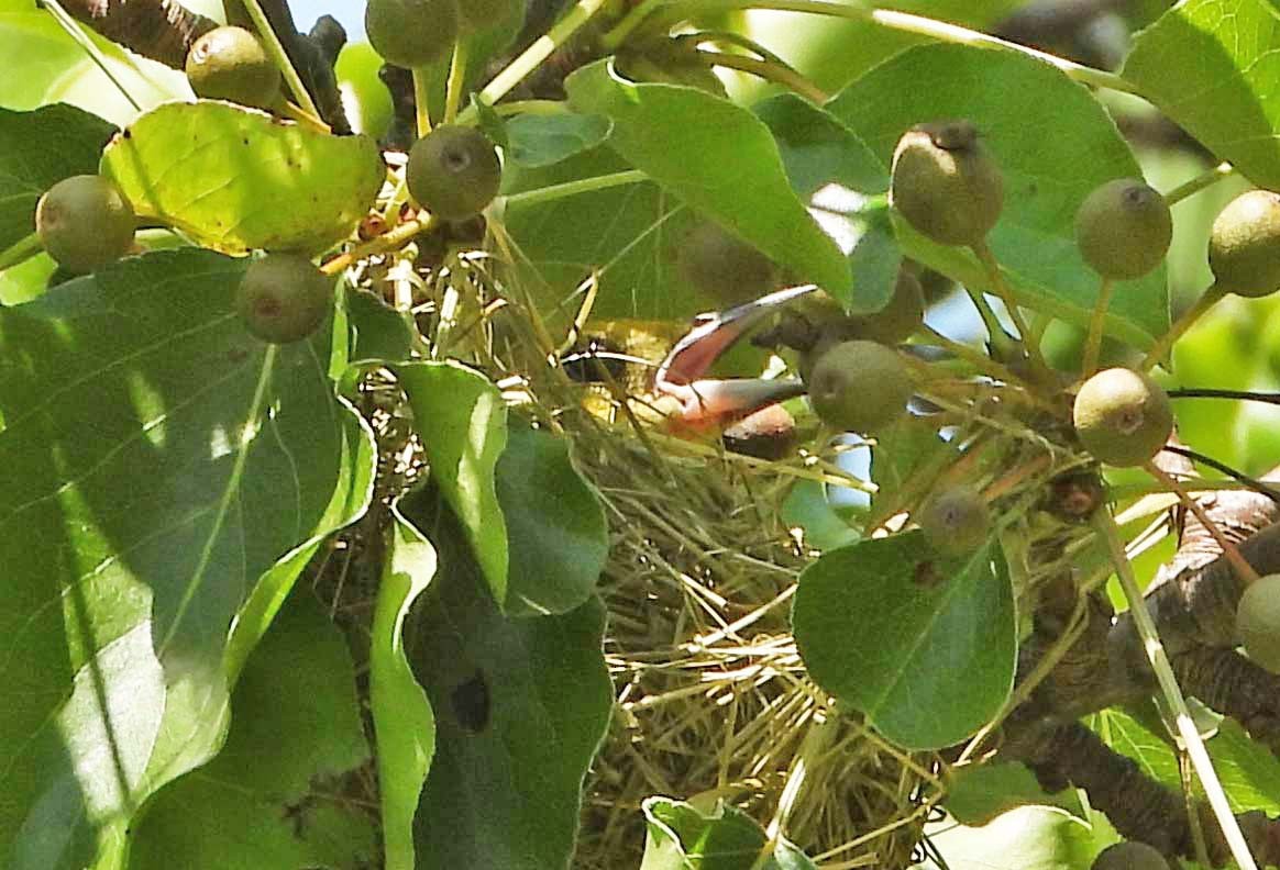 Orchard Oriole - ML635933858