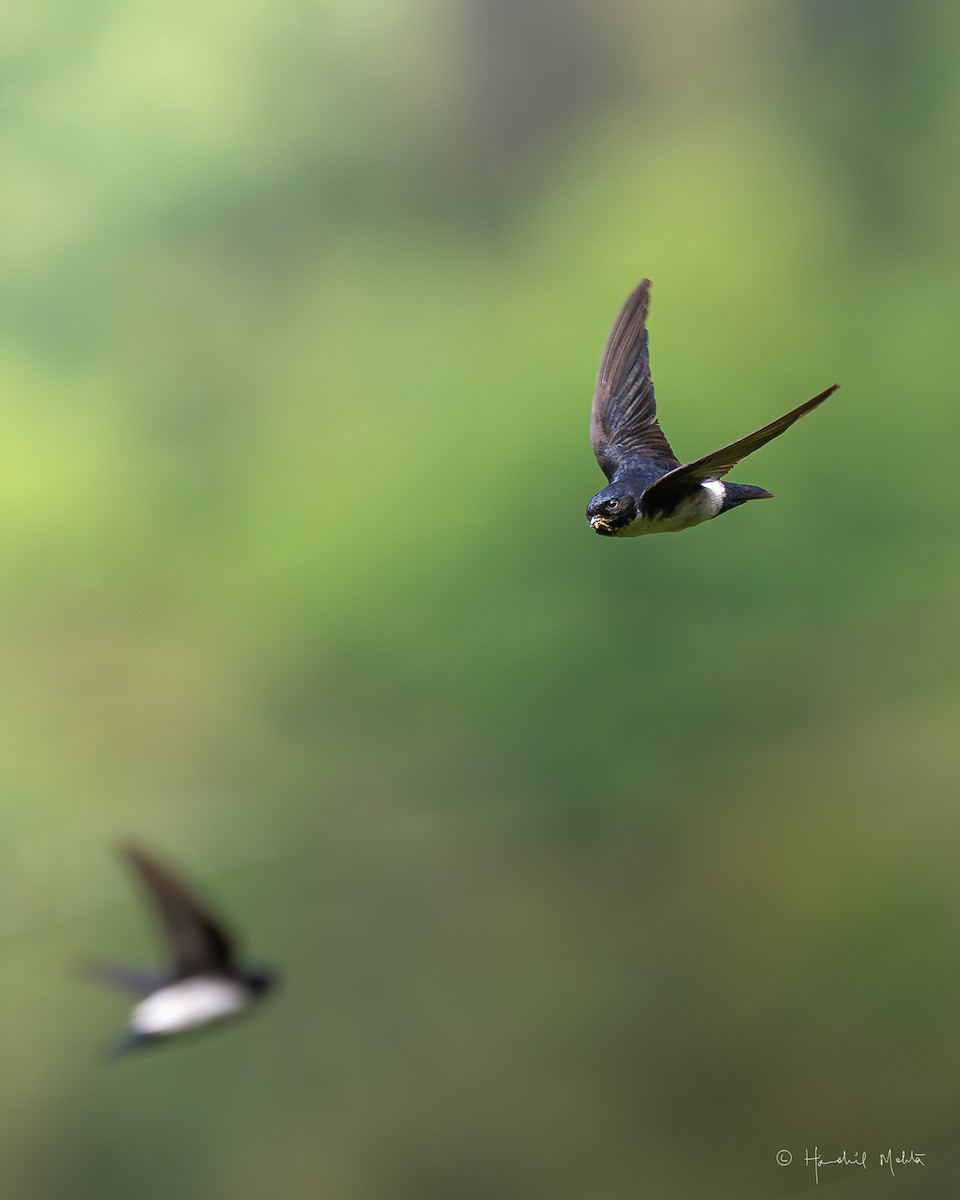 Nepal House-Martin - ML635933901