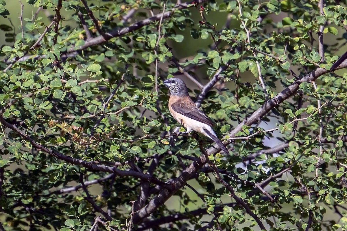 Gray-headed Silverbill - ML635933902
