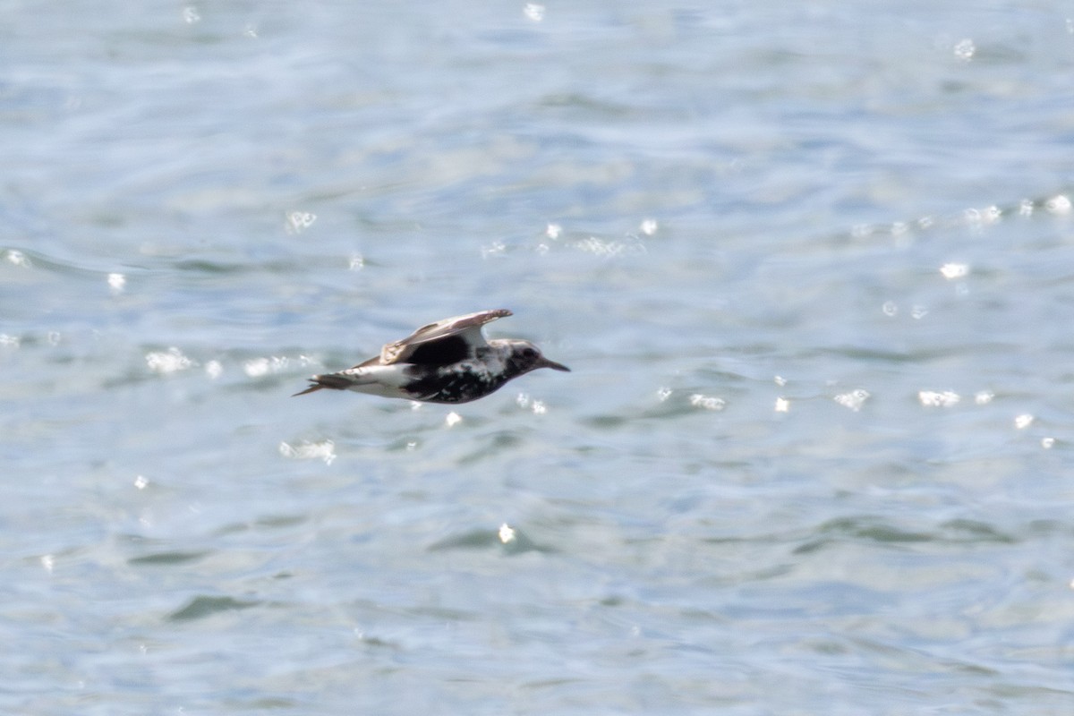 Black-bellied Plover - ML635933990